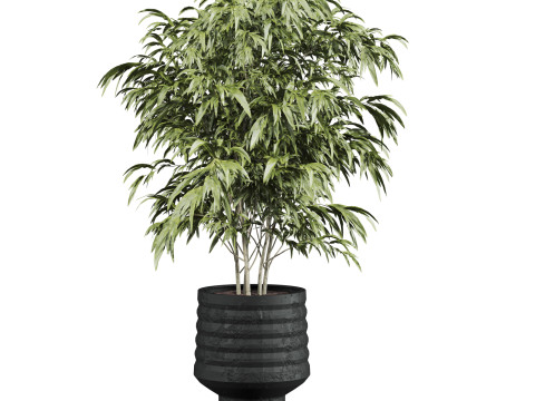Plants set 3D Model