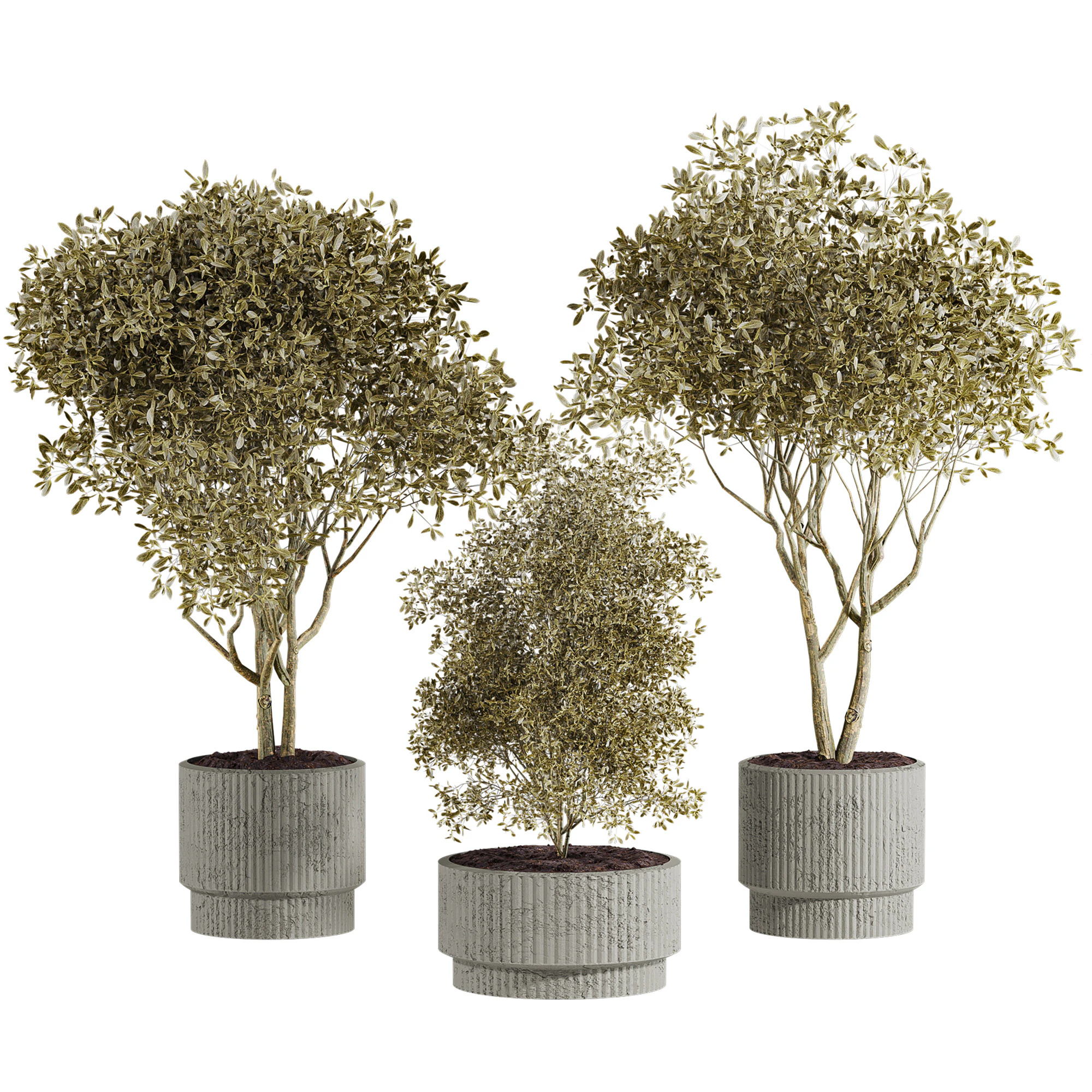 Plants set 3D Model .c4d .max .obj .3ds .fbx .stl .blend 