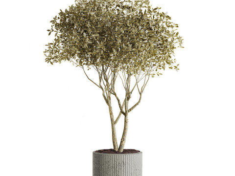 Plants set 3D Model