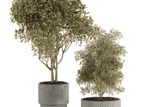 Plants set 3D Model