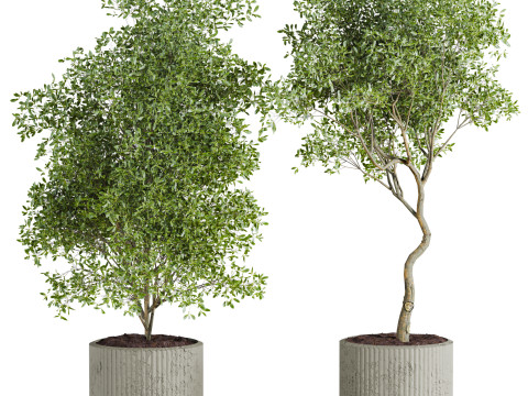 Plants set 3D Model