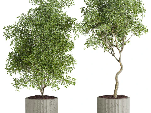 Plants set 3D Model