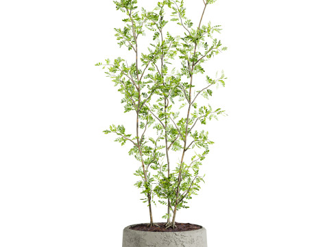 Plants set 3D Model