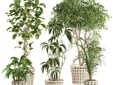 Plants set 3D Model