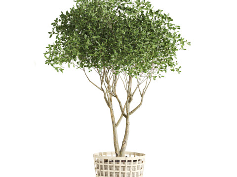 Plants set Modello 3D