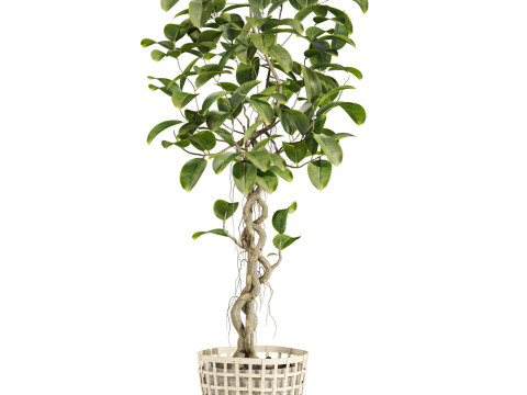 Plants set Modello 3D