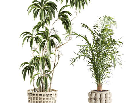 Plants set Modello 3D