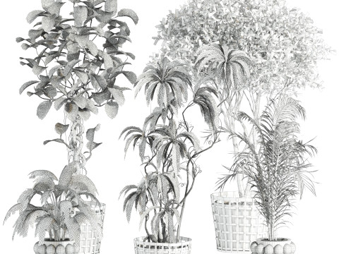 Plants set Modello 3D