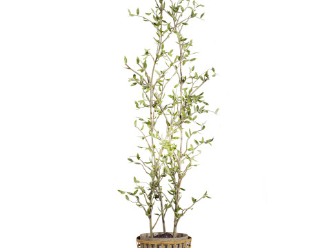 Plants set 3D Модель