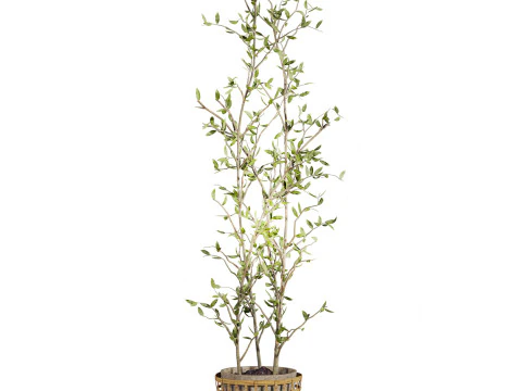 Plants set 3D Model