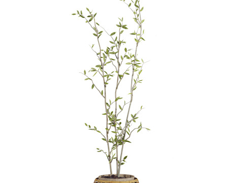 Plants set 3D Модель