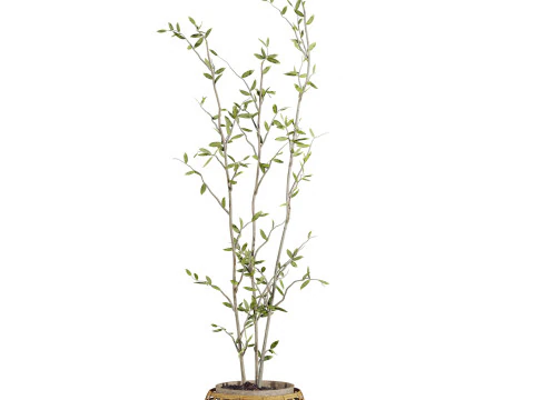 Plants set 3D Model