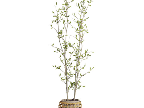 Plants set 3D Модель