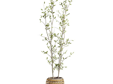 Plants set 3D Model