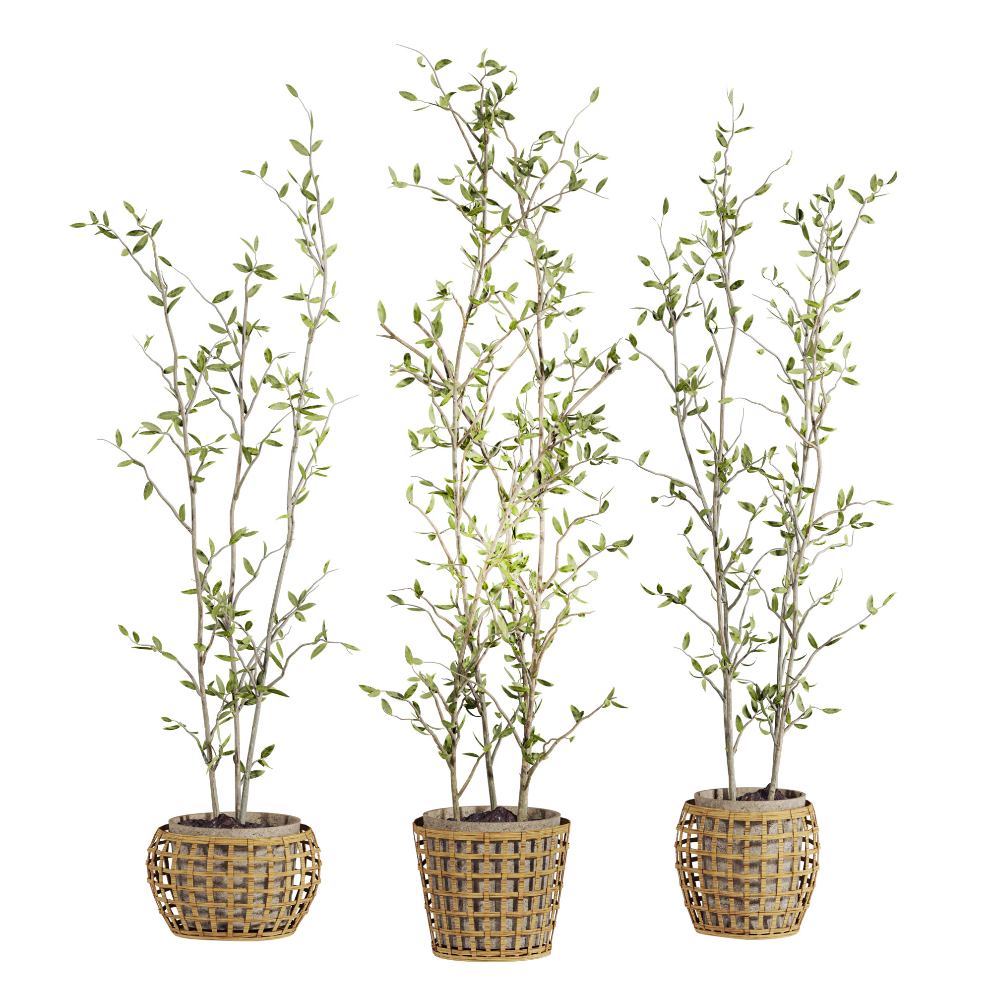 Plants set 3D Model .c4d .max .obj .3ds .fbx .stl .blend