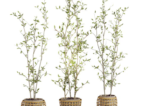 Insieme delle piante Modello 3D