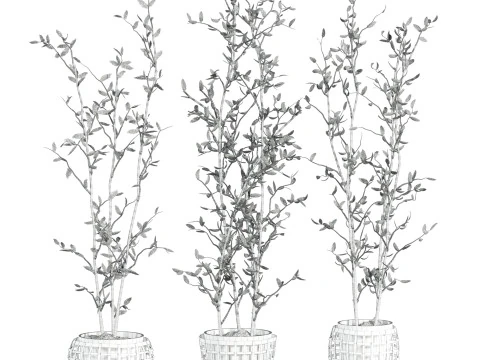 Plants set 3D Model