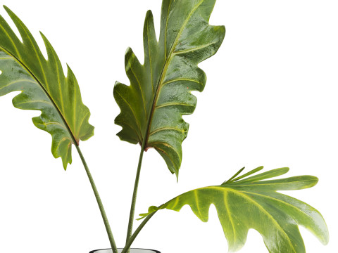 Bouquet 3D Model