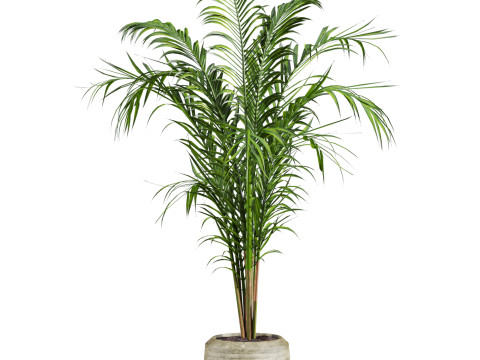 Palm plants set Model 3D