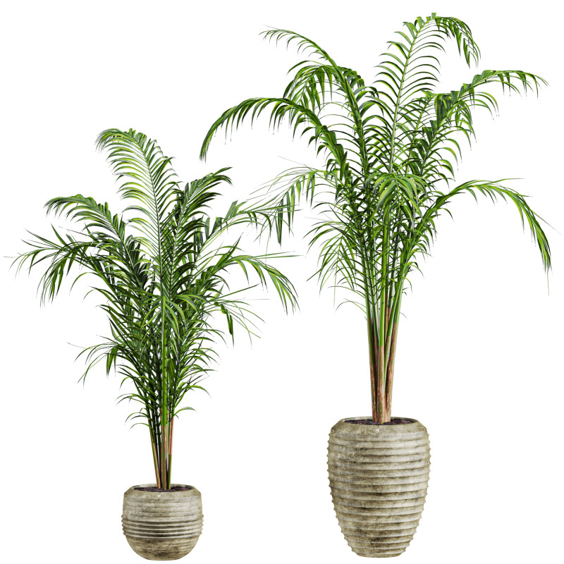 Palm plants set Model 3D .c4d .max .obj .3ds .fbx .stl .blend 