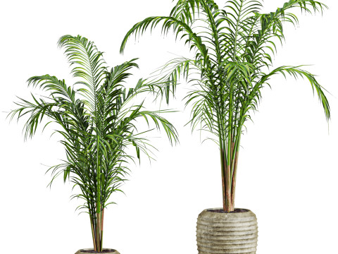 Palm plants set 3D 模型