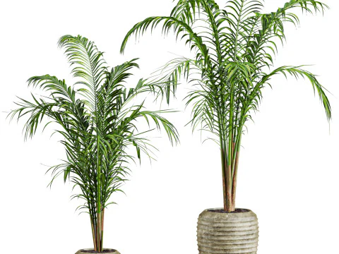 ताड़ के पौधे सेट 3D मॉडल