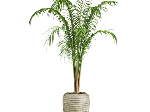 Palm plants set Model 3D