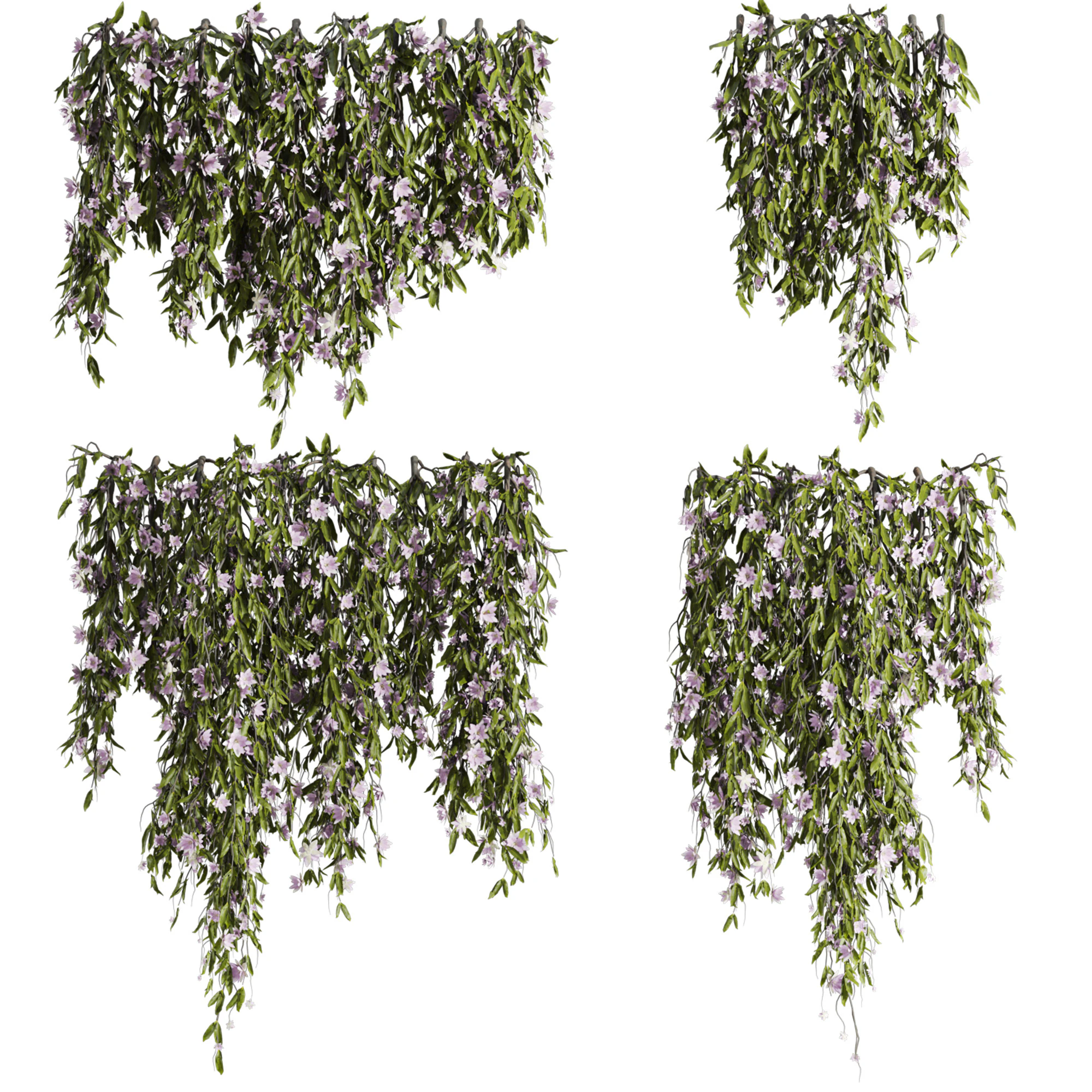 Ivy plants 3D Model .c4d .max .obj .3ds .fbx .stl .blend 