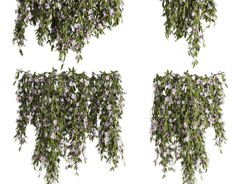 Piante di edera Modello 3D