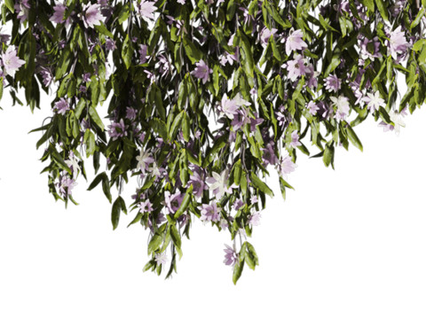 Ivy plants Model 3D