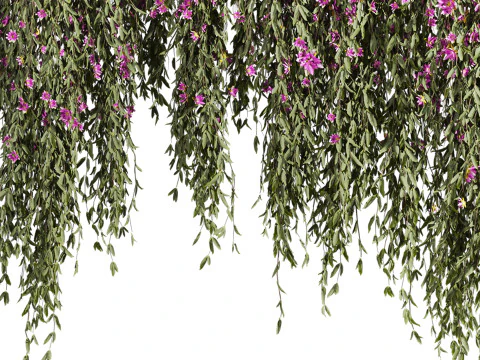Ivy plants 3D Model