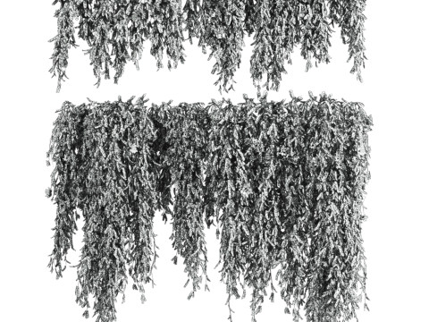 Ivy plants 3Dモデル