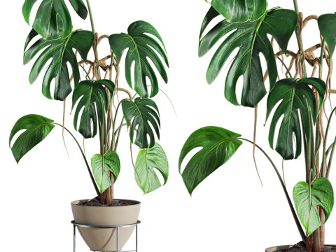 モンステラの植物 3Dモデル