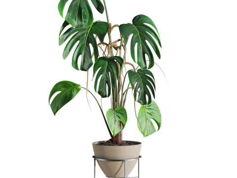 Monstera plant 3D 모델