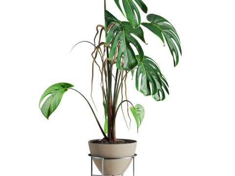 Monstera plant 3D 모델