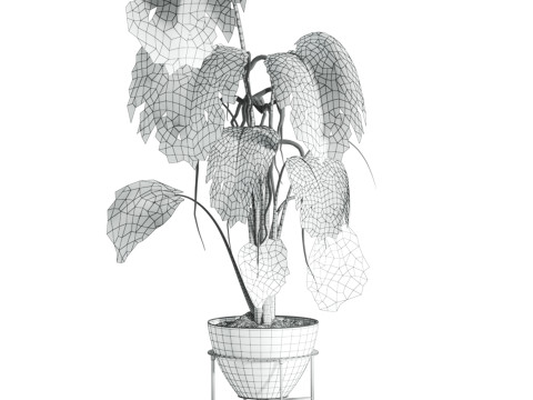 Monstera plant 3D 모델