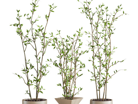 Plants set 3Dモデル