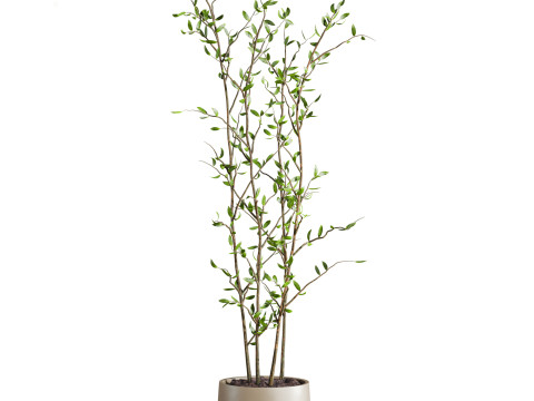 Plants set 3D 모델