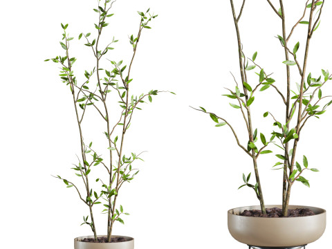 Plants set 3D 모델