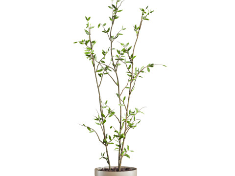 Plants set 3D 모델