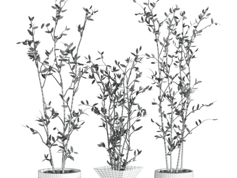 Plants set 3D 모델