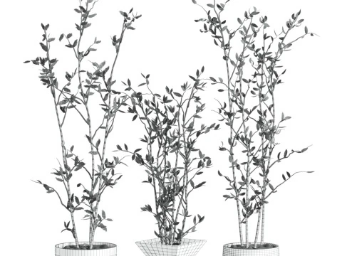 Plants set 3D Model
