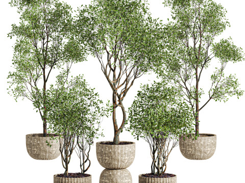 Tree plants set Model 3D