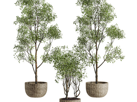 Tree plants set Model 3D