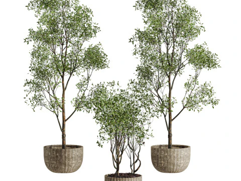 Tree plants set 3D Model