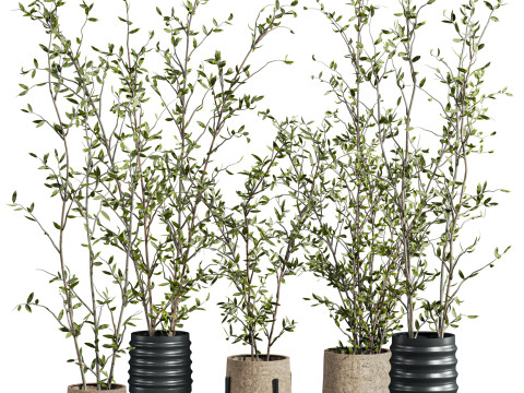 Plants set 3D 모델