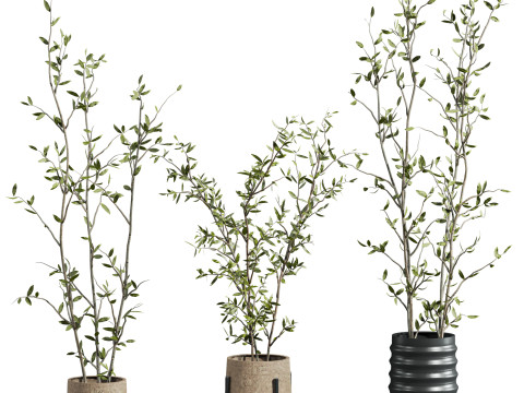 Plants set Modèle 3D