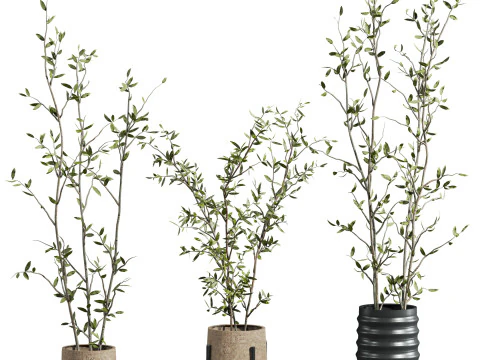 Plants set 3D Model