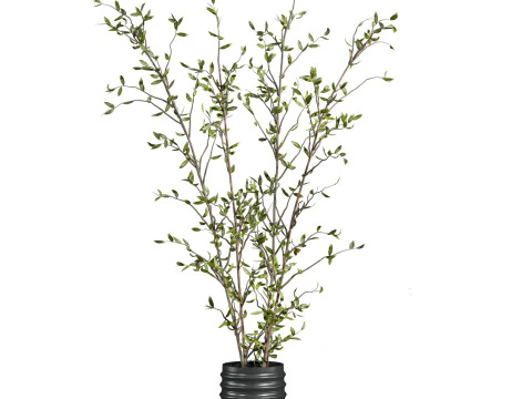 Plants set 3D Model