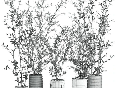 Plants set 3D Model